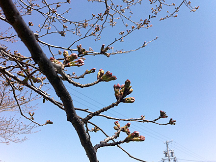 4月1日の桜1