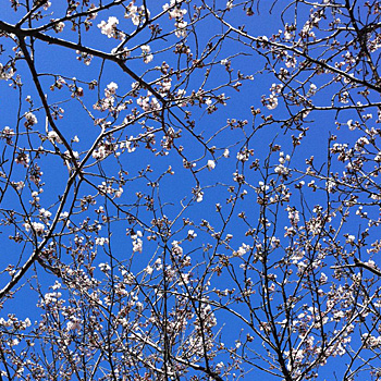 4月4日の桜2
