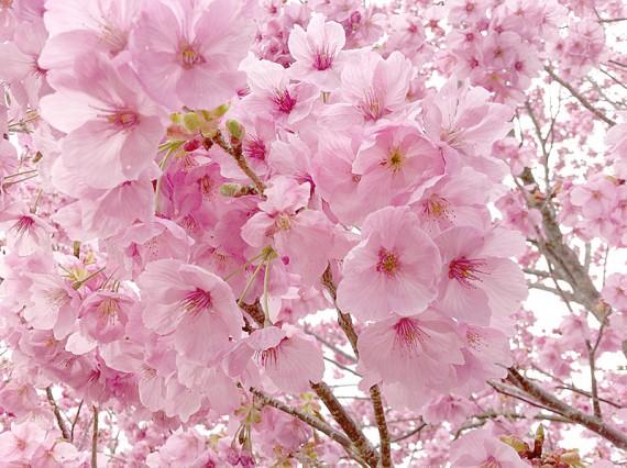 横山の桜